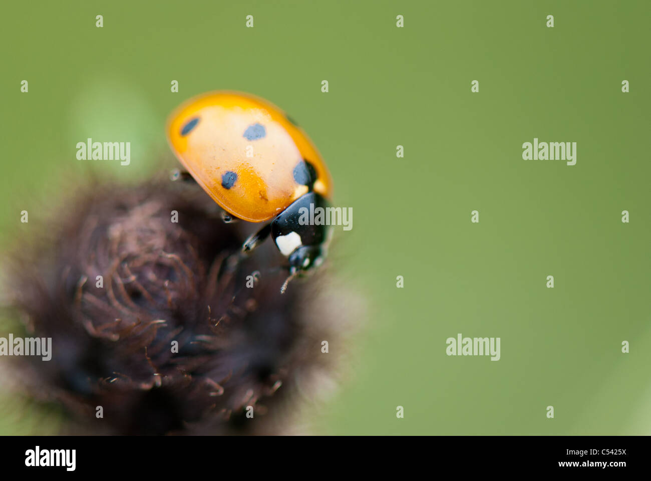 Ladybird su una testa di vegetali Foto Stock