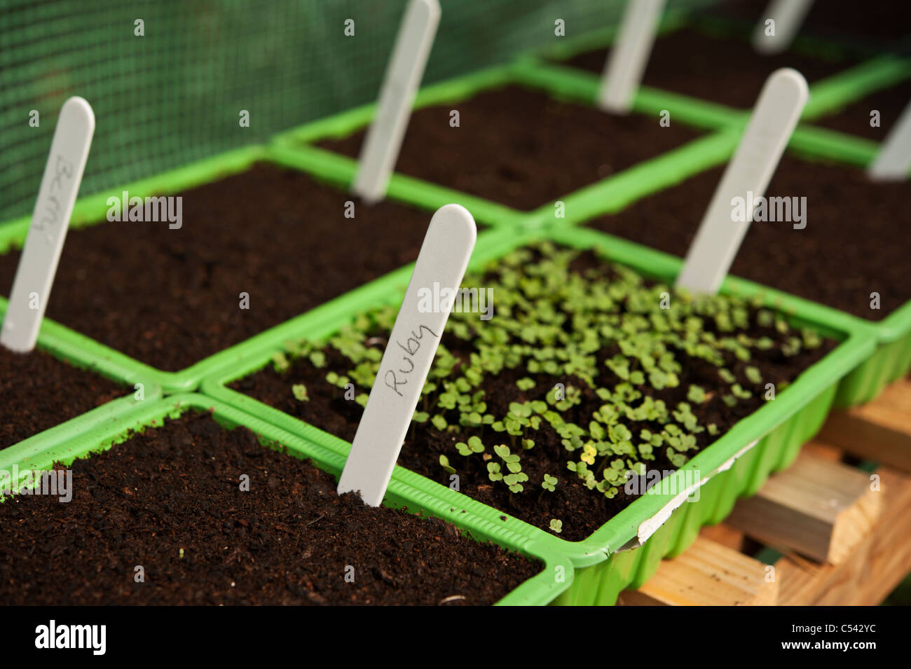 Etichettato i semi del basilico germinazione in seminiere in una serra. Foto Stock