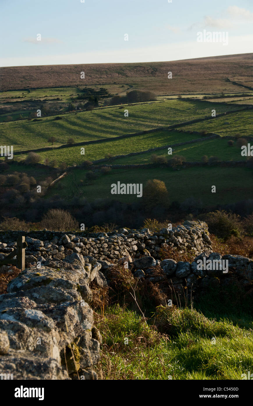 Nel tardo pomeriggio soleggiato vista Dartmoor con muri in pietra a secco che conduce a campi e la brughiera con ombre straordinarie cadere attraverso il paesaggio. Foto Stock