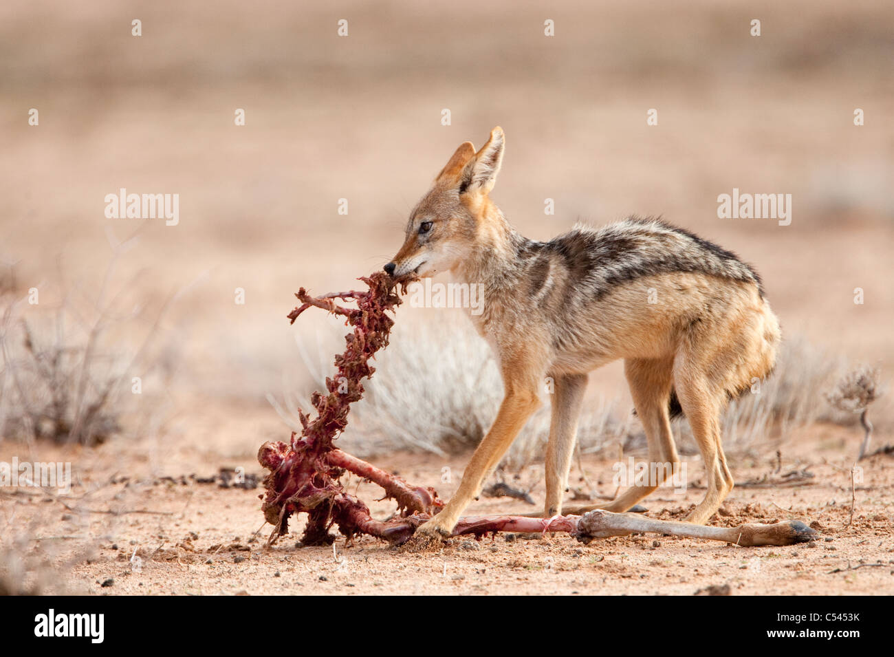 Blackbacked jackal, Canis mesomelas, lavaggio, carcassa Kgalagadi Parco transfrontaliero, Sud Africa Foto Stock