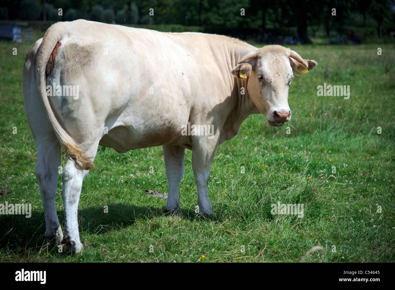 Il pascolo di vacca in un verde prato circondato da mosche Foto Stock