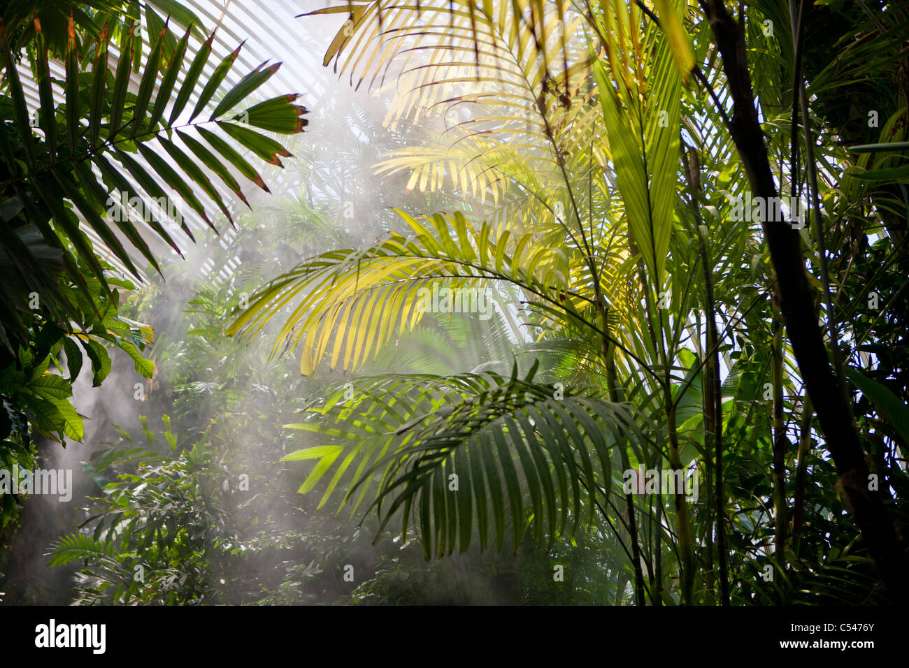 La luce del sole che splende attraverso la rigogliosa vegetazione Foto Stock