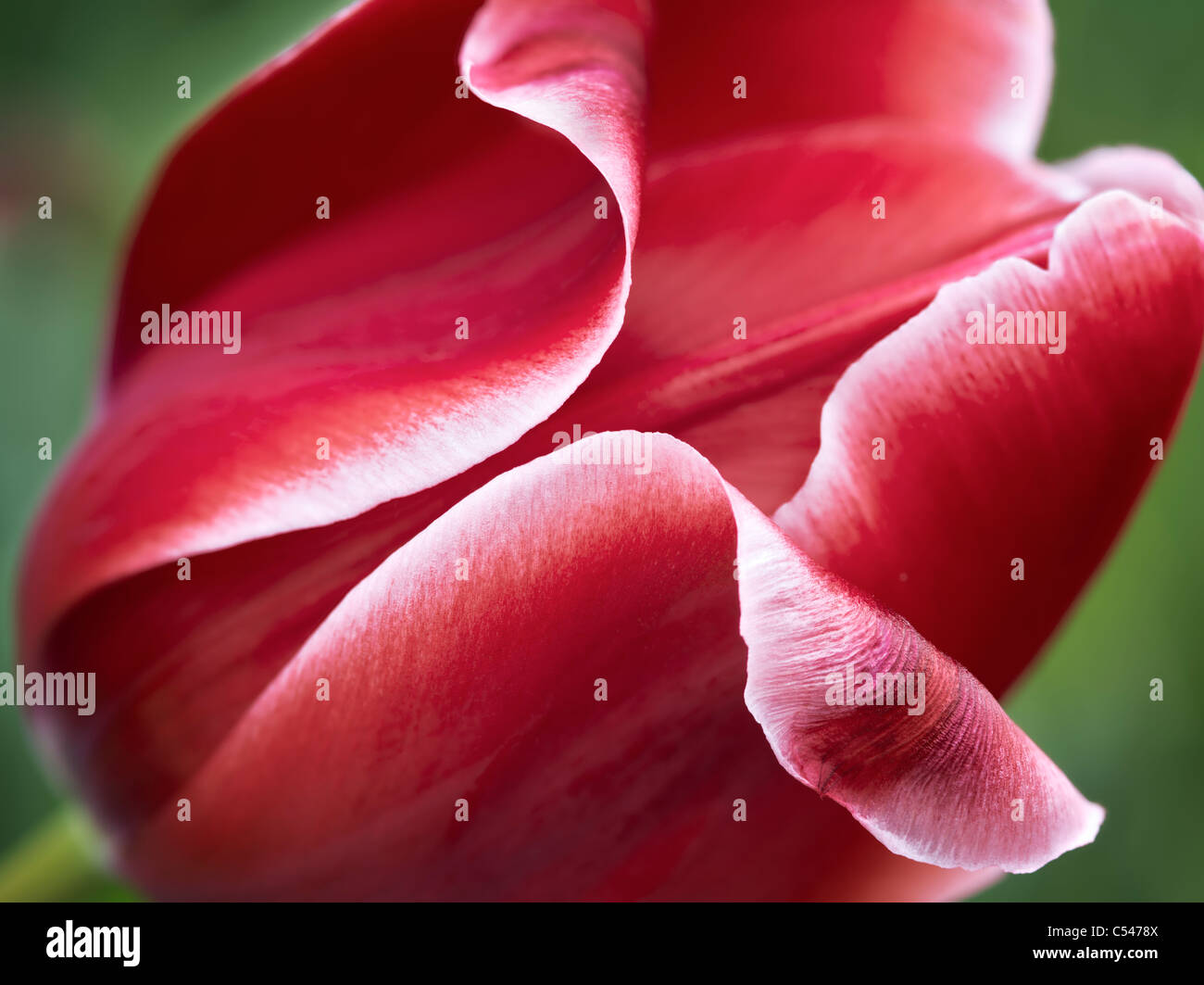Close up red tulip flower Foto Stock