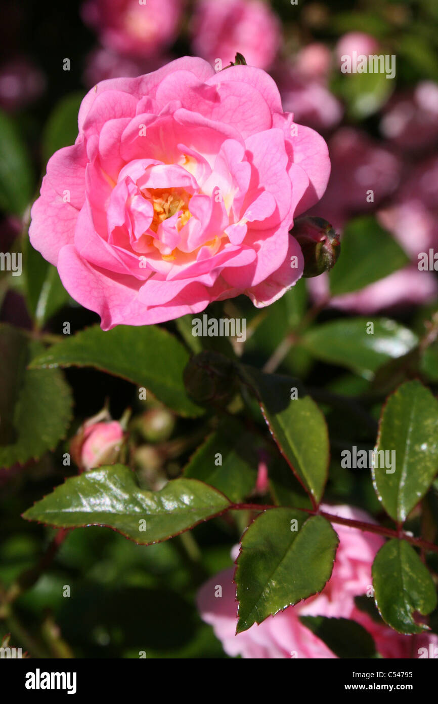 Rosa rosa prese a Ness Botanic Gardens, Wirral, Regno Unito Foto Stock