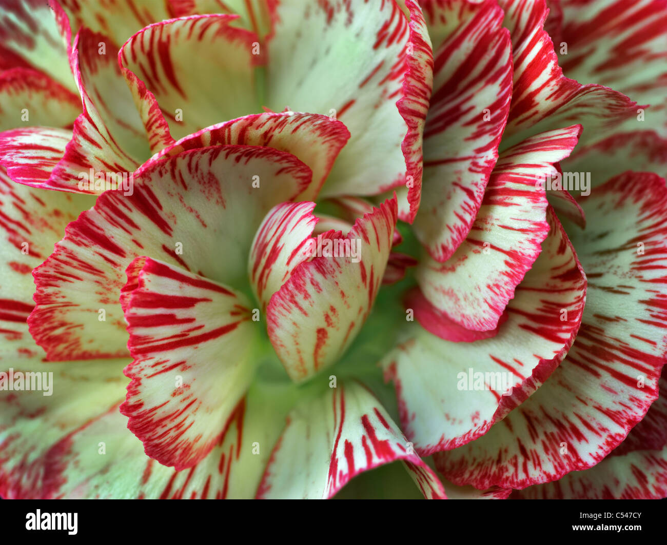 Chiusura del chiodo di garofano. Foto Stock