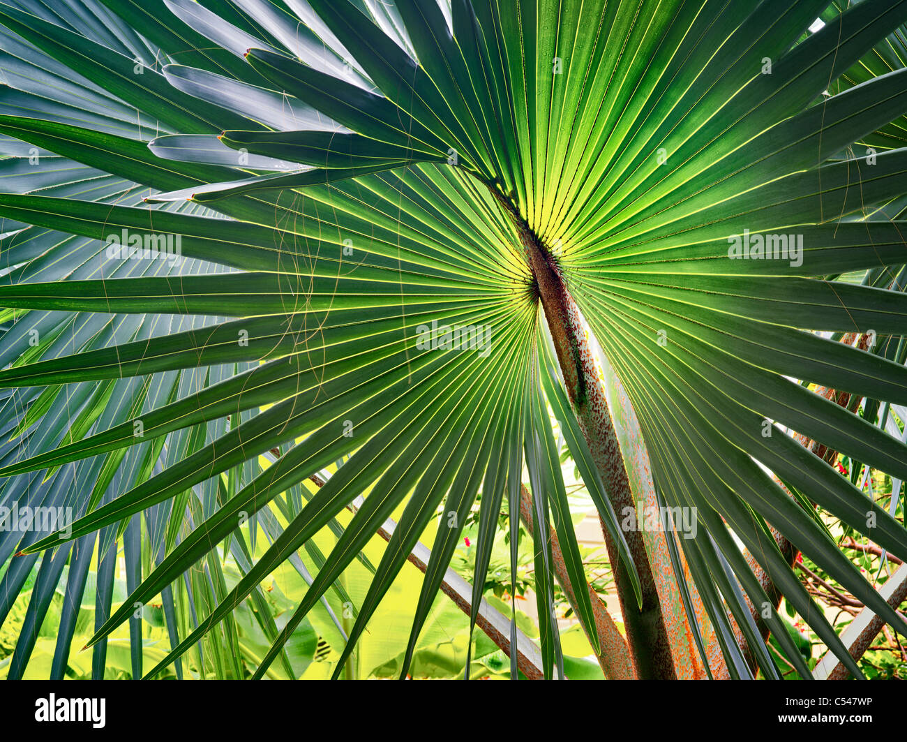 Primo piano di foglie di Bizmarkia Palm. San Giovanni, Isole Vergini Foto Stock
