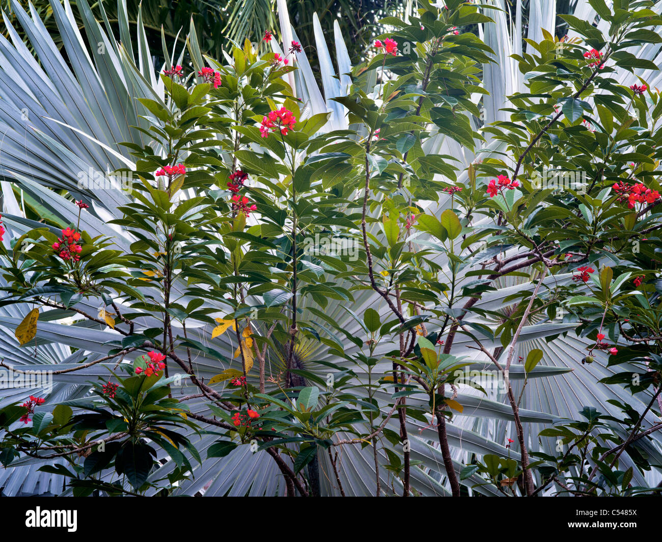 Il fogliame tropicale e fiori. San Giovanni. Isole Vergini. Foto Stock