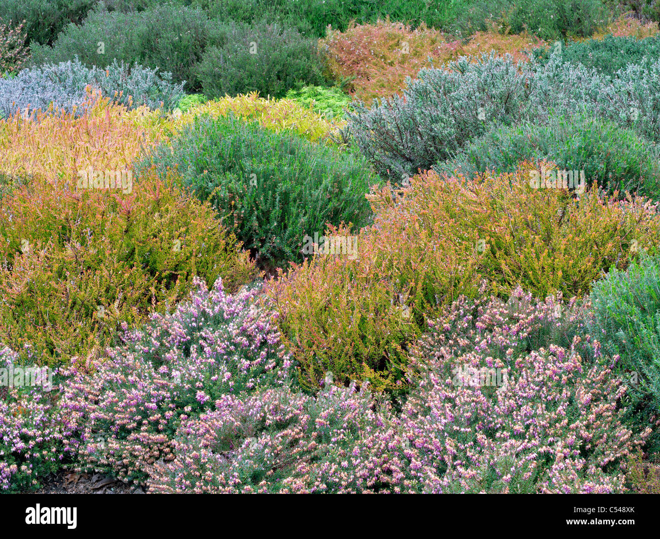 Varie heather in fiore. La Connie Hansen giardino. Lincoln City, Oregon Foto Stock