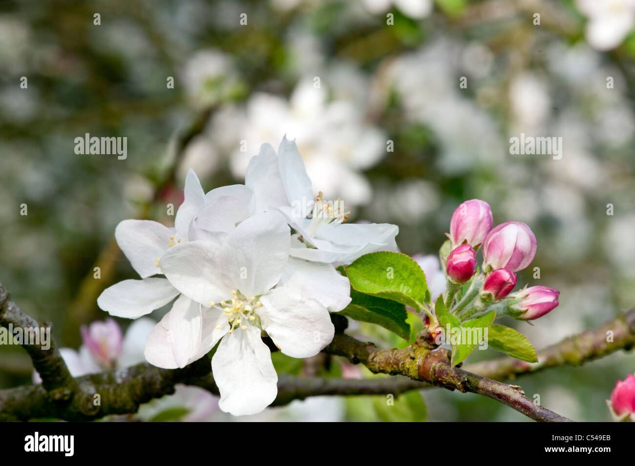 Paesaggio di frutteti in fiore in un sidro meleto in somerset Inghilterra Foto Stock