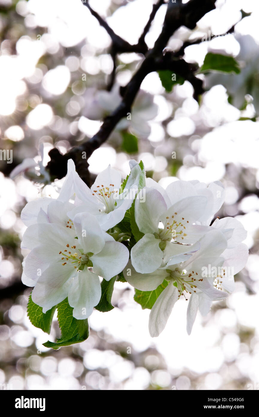Ritratto di apple blossom in un sidro meleto in somerset Inghilterra Foto Stock