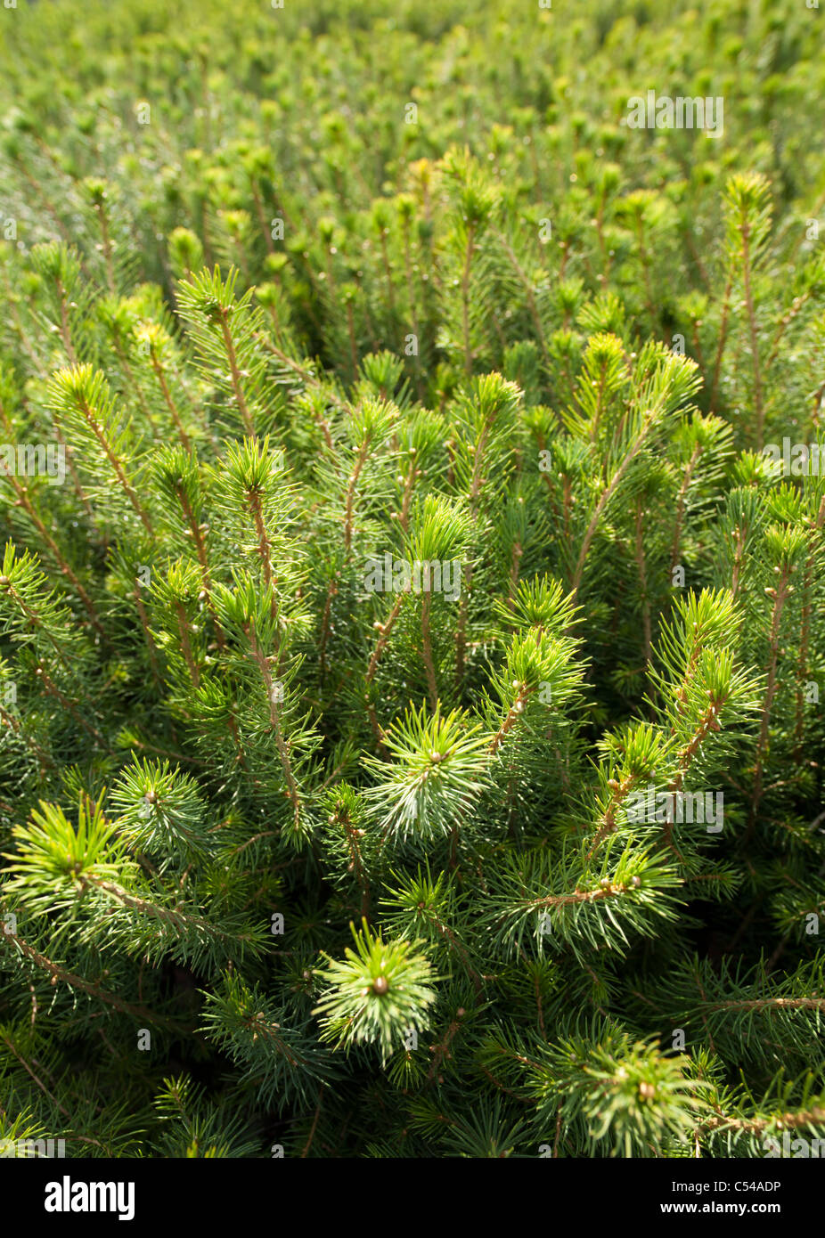 Inventario degli alberelli di abete rosso (picea abies) provenienti dal vivaio finlandese in scatole da trasporto pronte per essere piantate, Finlandia Foto Stock