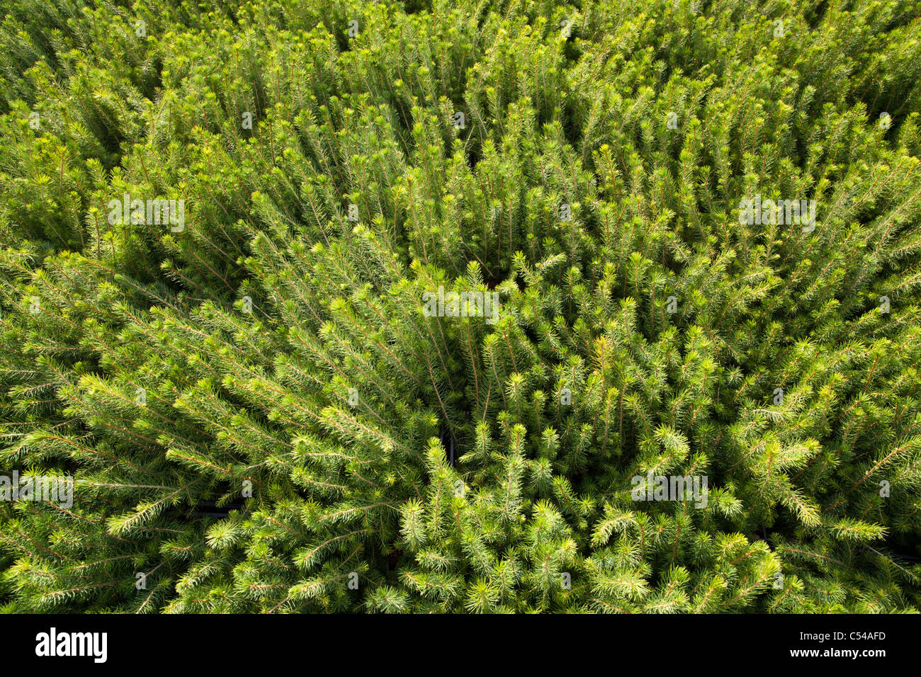 Inventario delle piantine di abete ( picea abies ) dal vivaio di alberi in scatole di trasporto pronte per essere piantate , Finlandia Foto Stock