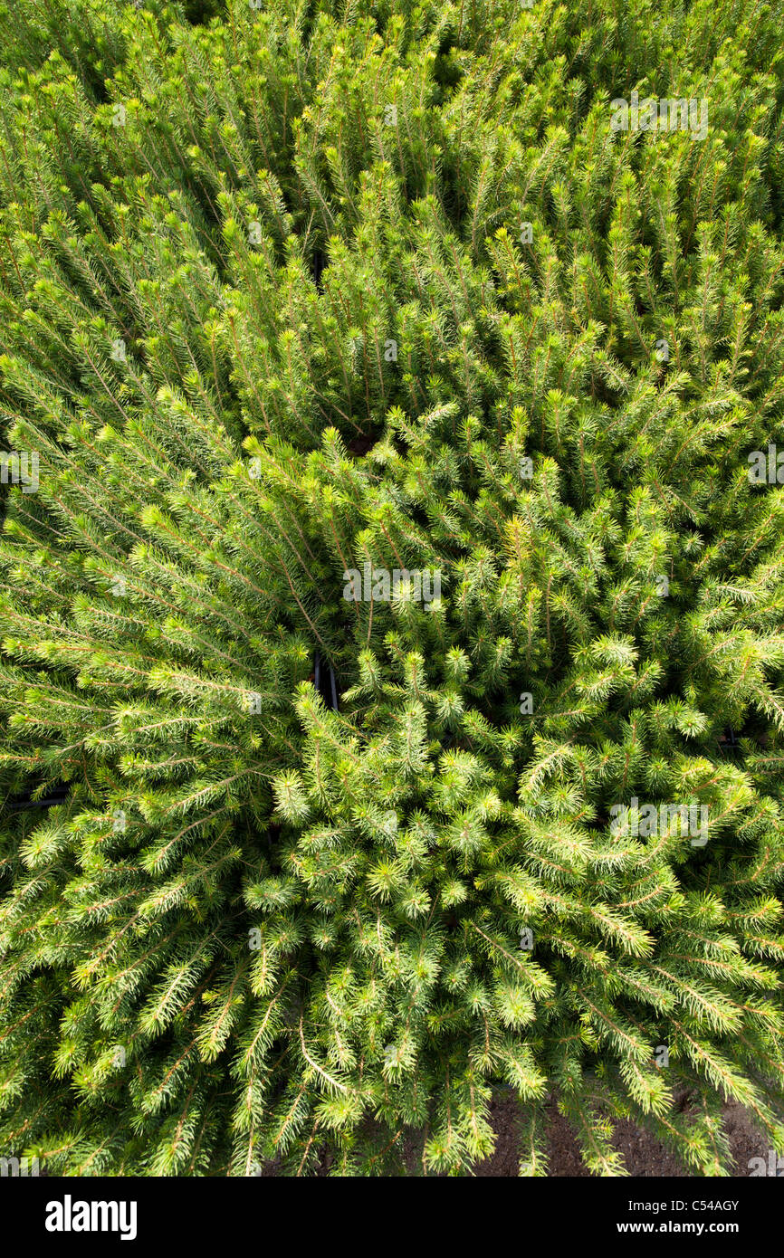 Inventario degli alberelli di abete rosso (picea abies) provenienti dal vivaio finlandese in scatole da trasporto pronte per essere piantate, Finlandia Foto Stock