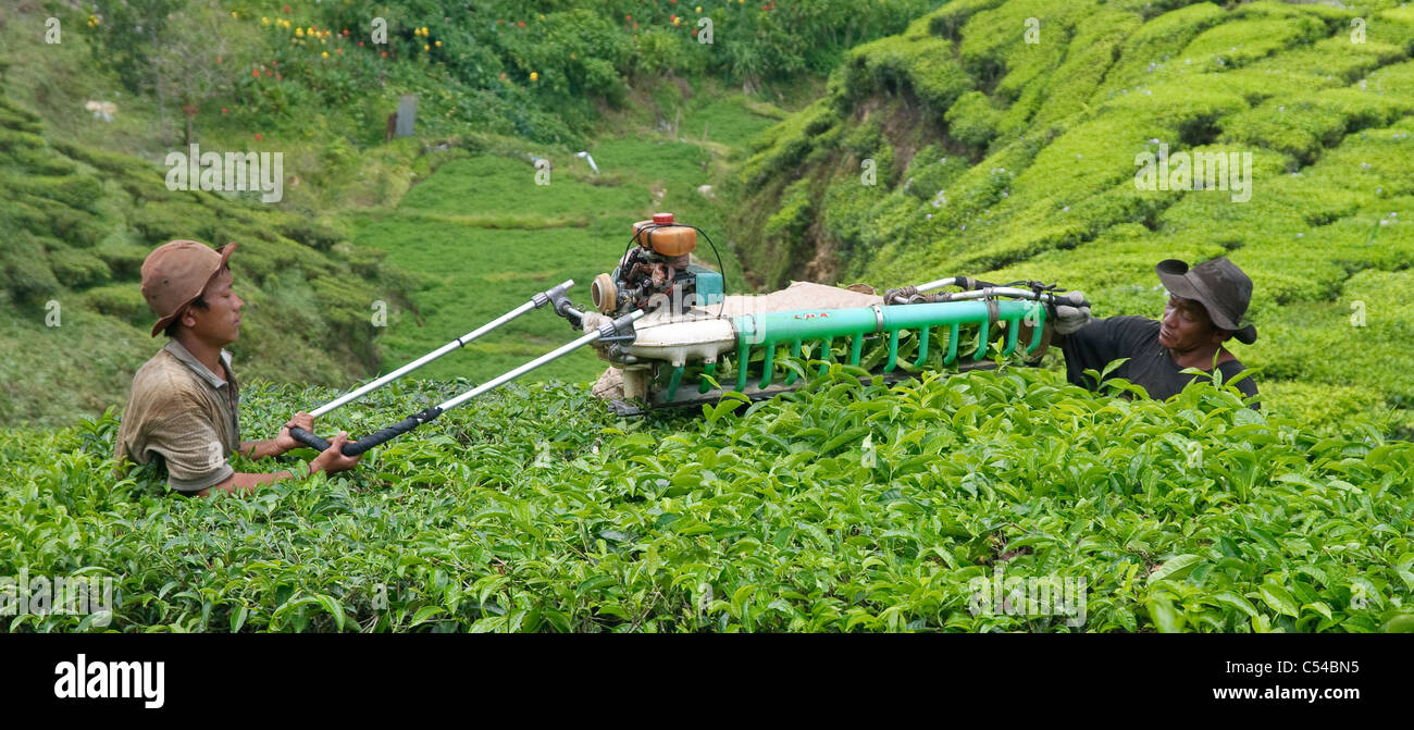 I lavoratori di una piantagione di tè, Cameron Highlands, Malaysia, Asia sud-orientale, Asia Foto Stock