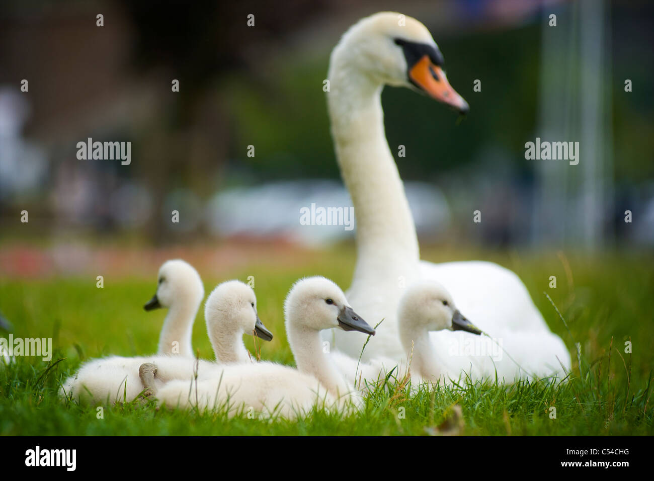 Madre swan con quattro cygnets giacente in erba e insieme di appoggio Foto Stock