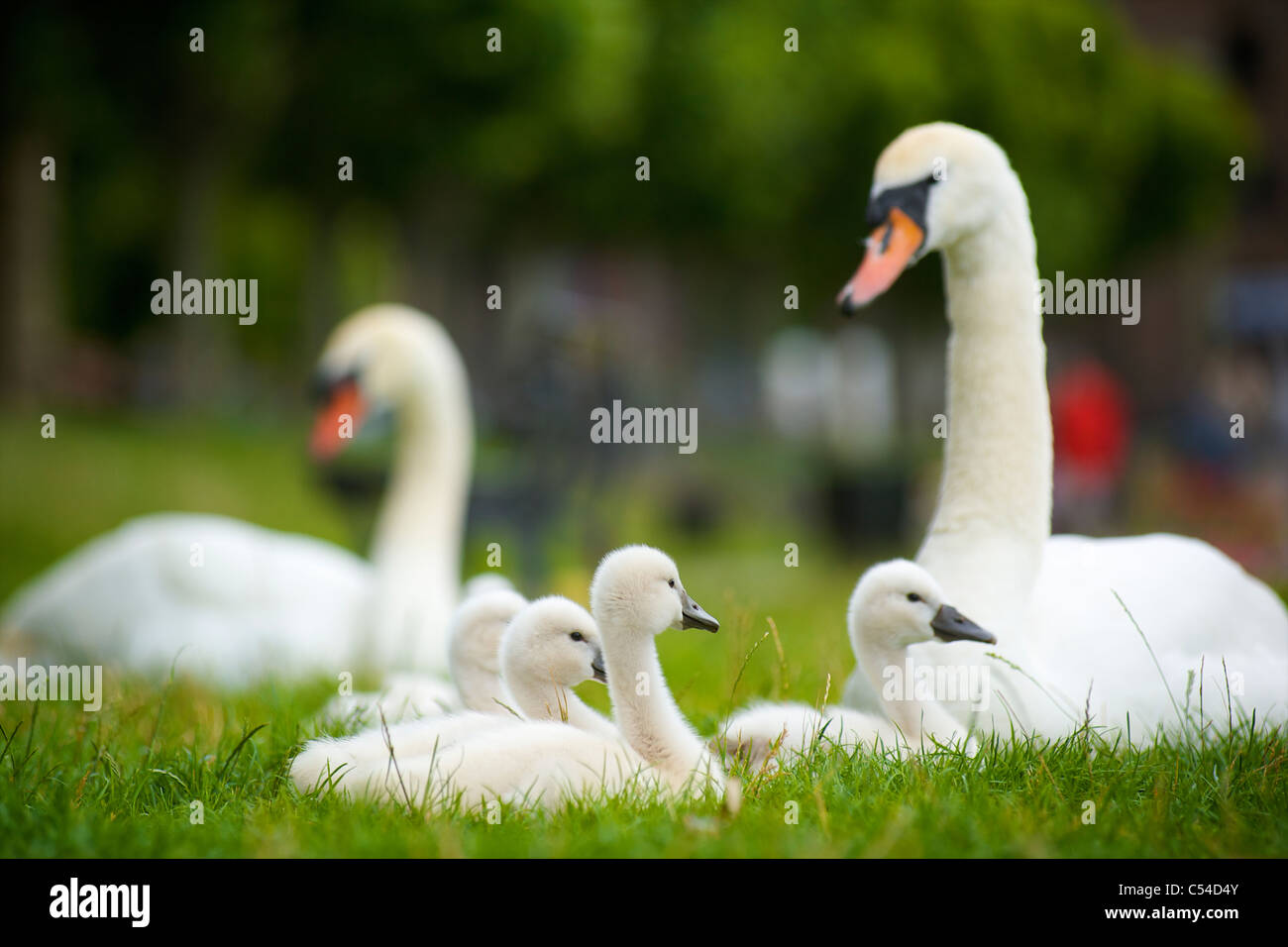 Il padre e la madre swan con cinque cygnets giacente in erba e insieme di appoggio Foto Stock