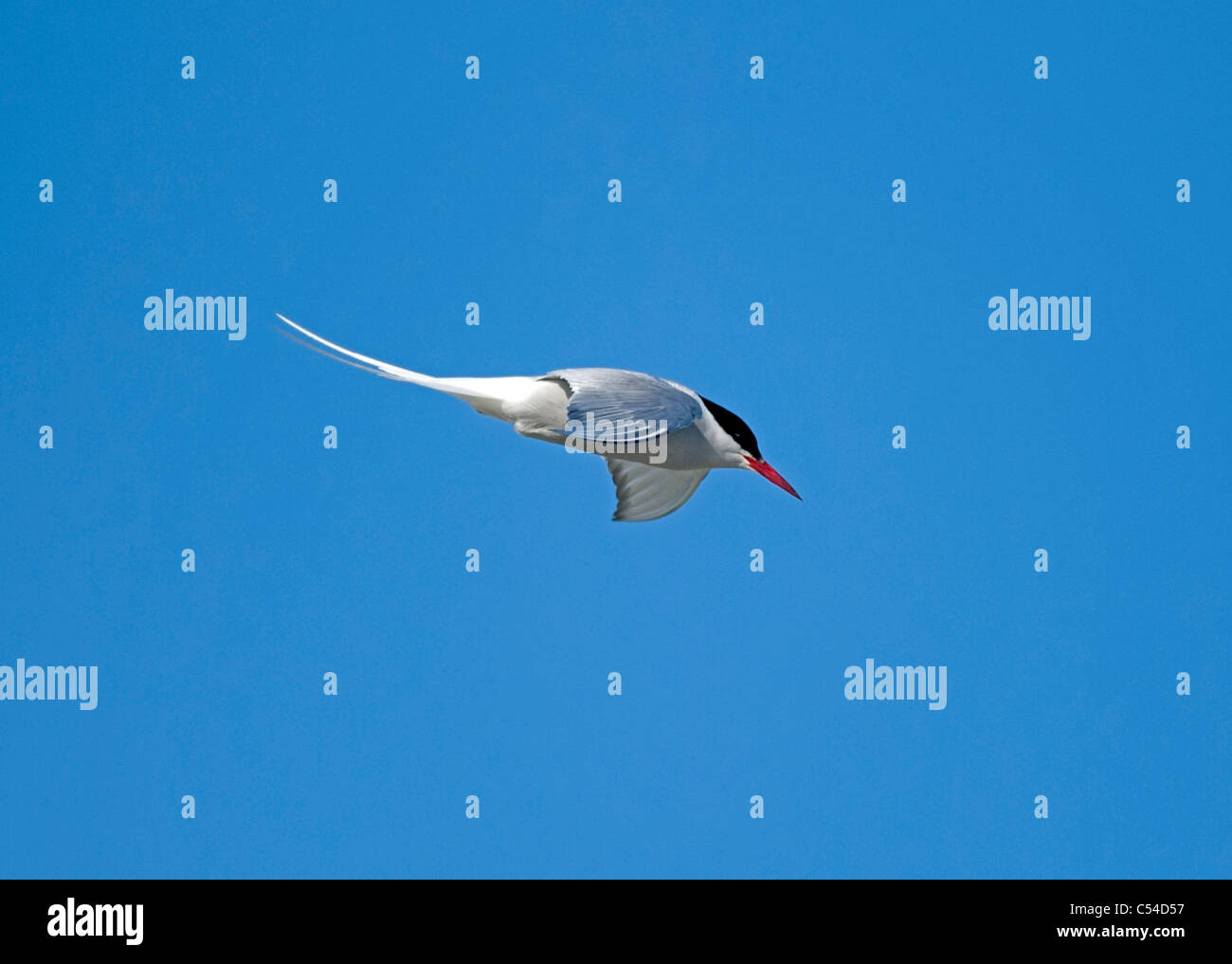 Arctic Tern volo sopra la sua nidificazione estiva sulla terra le Isole Shetland. SCO 7536 Foto Stock