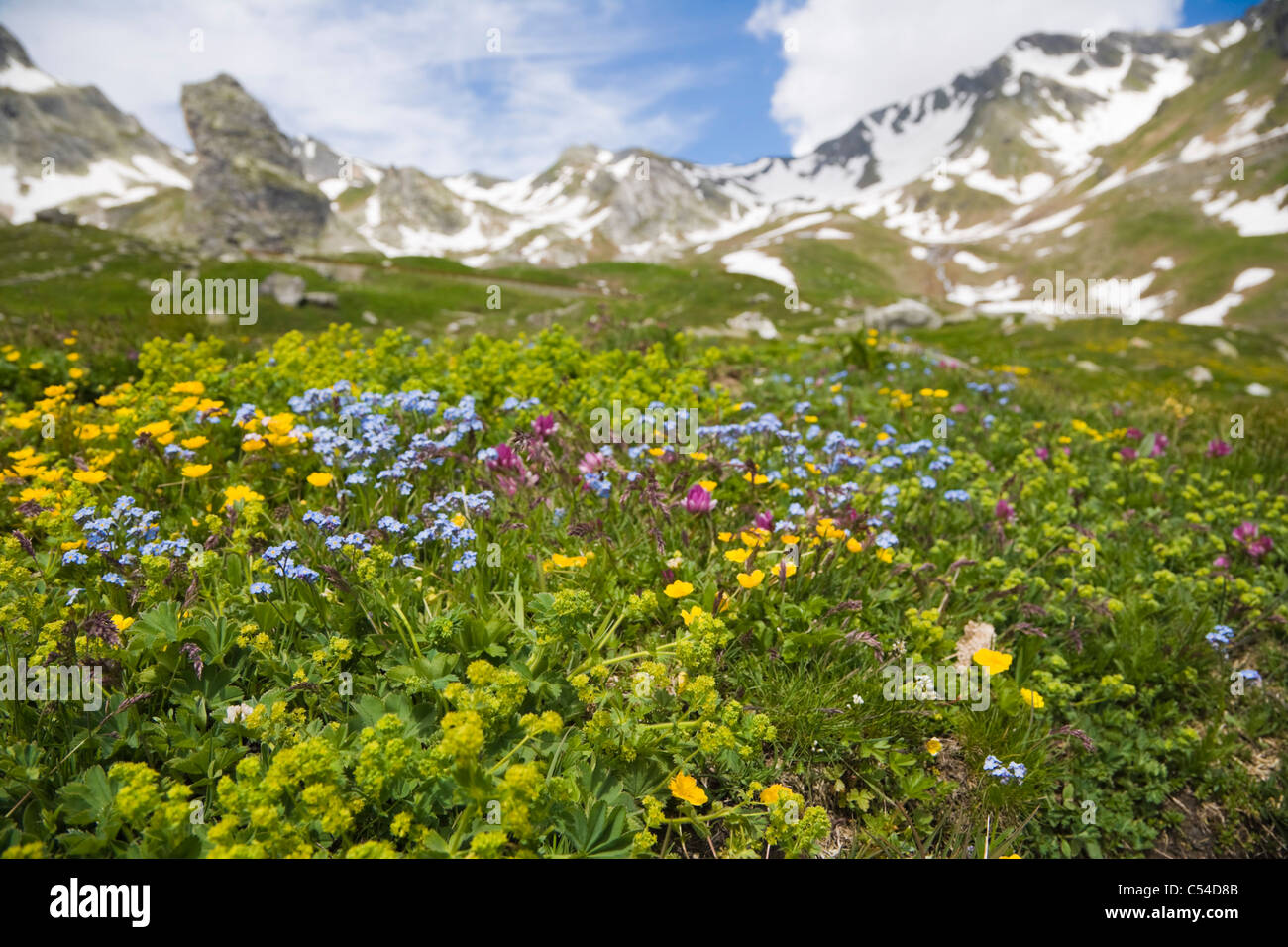 Fiori alpini e Alpi Pennine dal Colle del Gran San Bernardo, Alpi occidentali, Italia Foto Stock