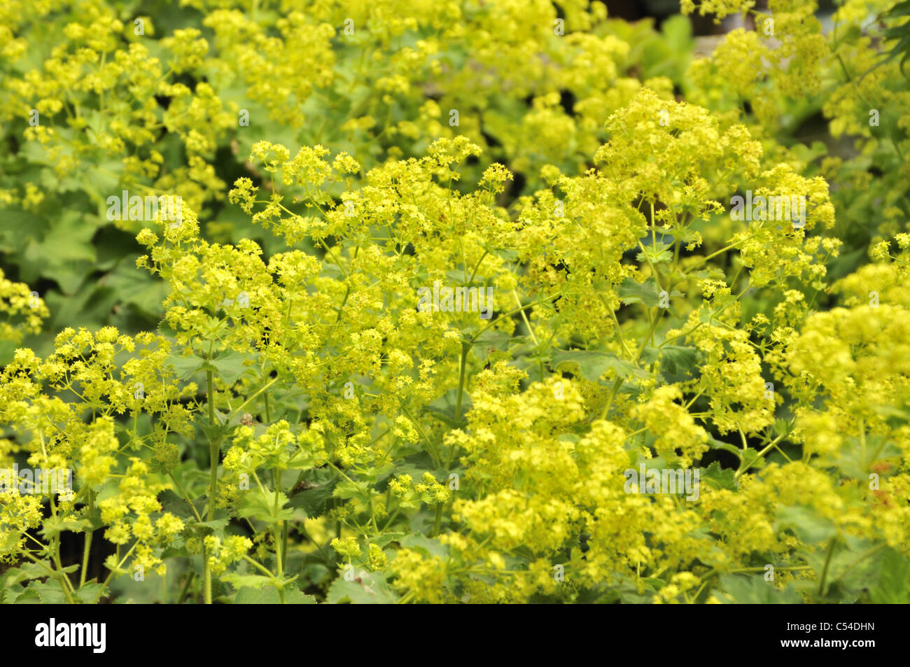 Un Alchemilla mollis, comunemente noto come manto di Lady con fiori gialli schiumosi. Foto Stock