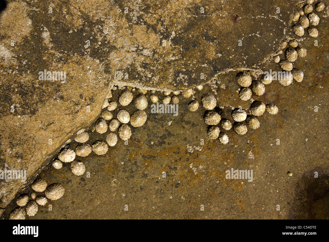 Limpets (Patella vulgata) su roccia bruna Foto Stock