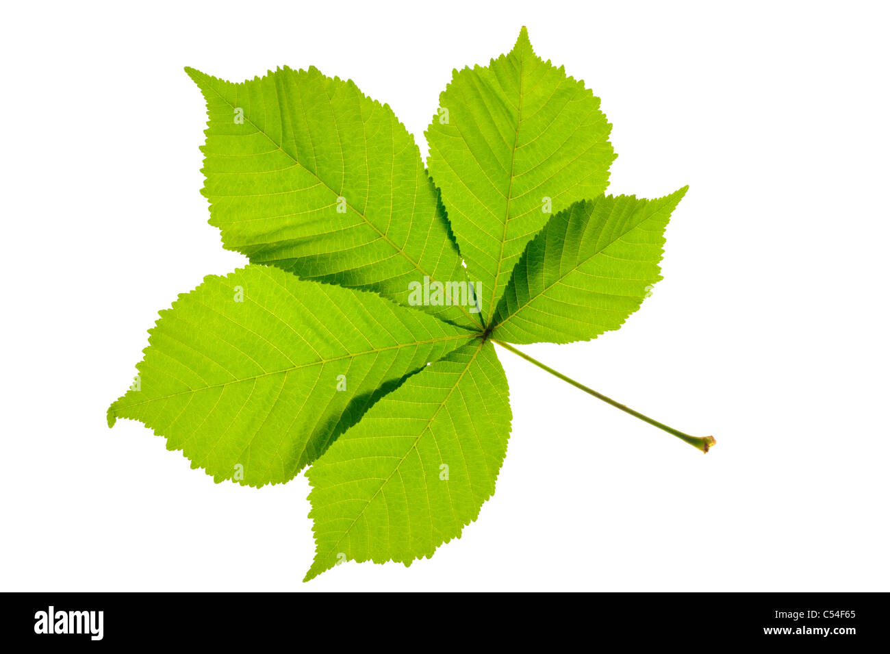 Verde foglia di castagno isolato su bianco Foto Stock