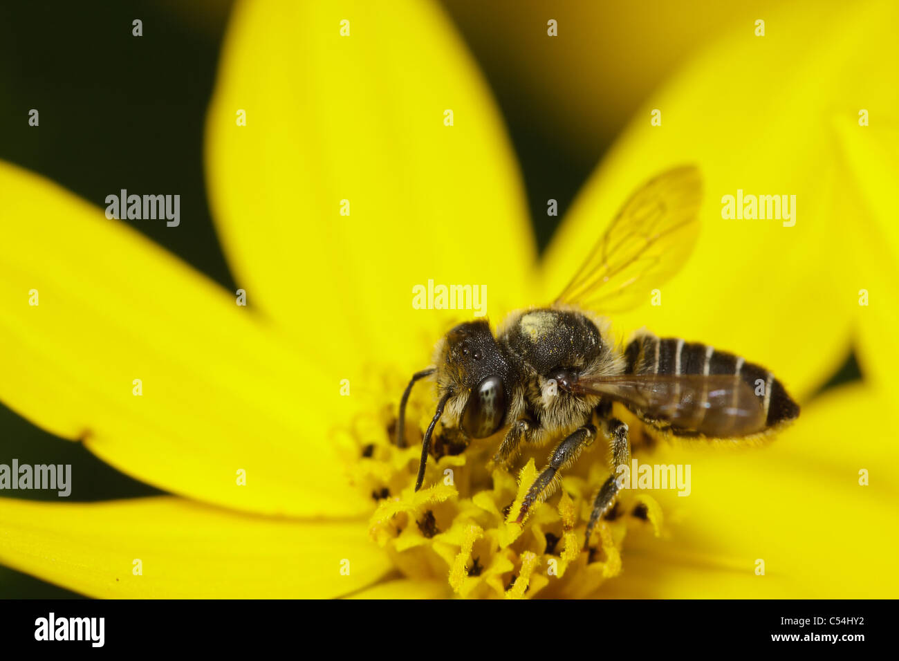 Una foglia-cutter bee (Megachile sp.) assume il nettare da un fiore giallo. Foto Stock
