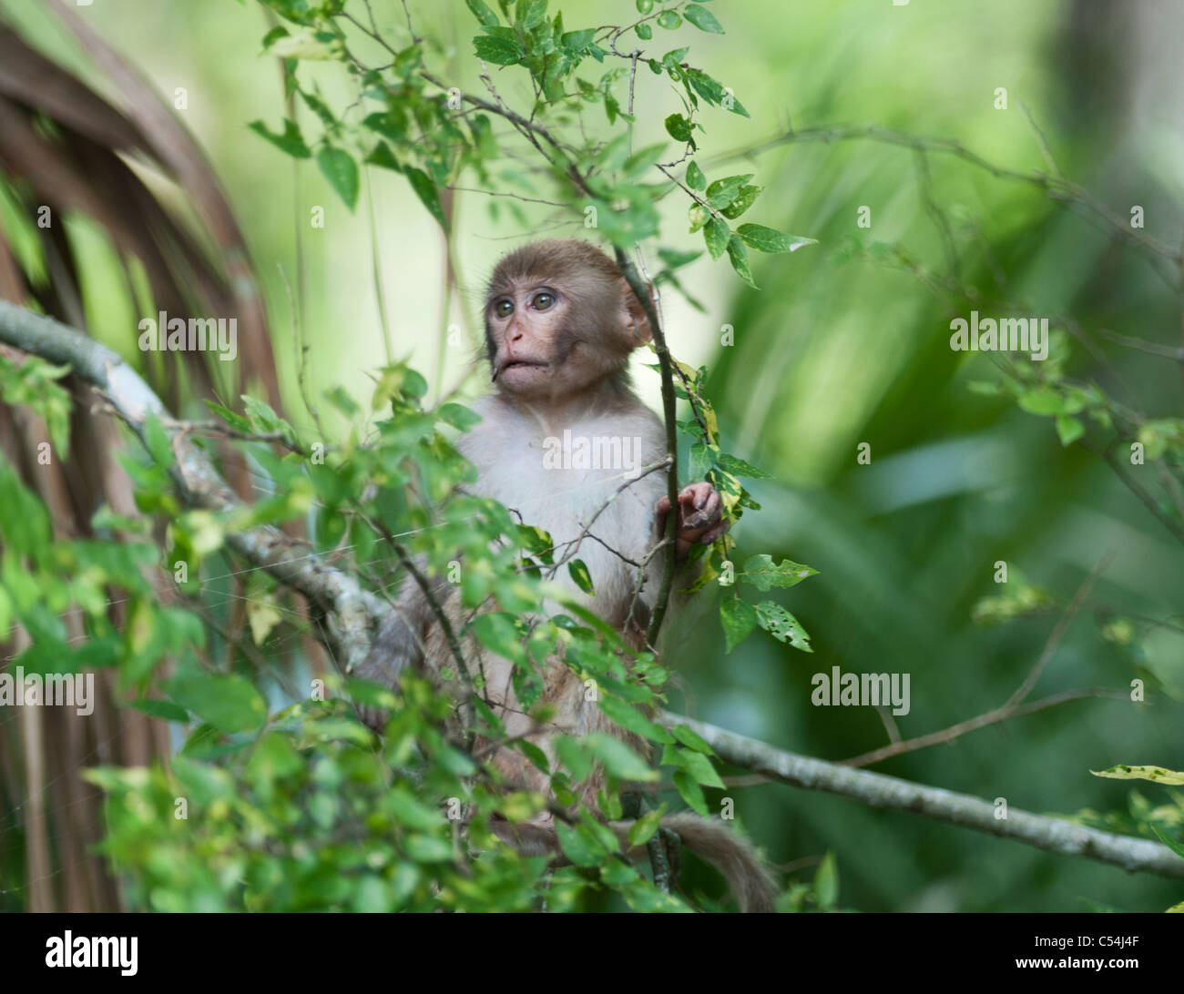 Wild scimmia rhesus Foto Stock