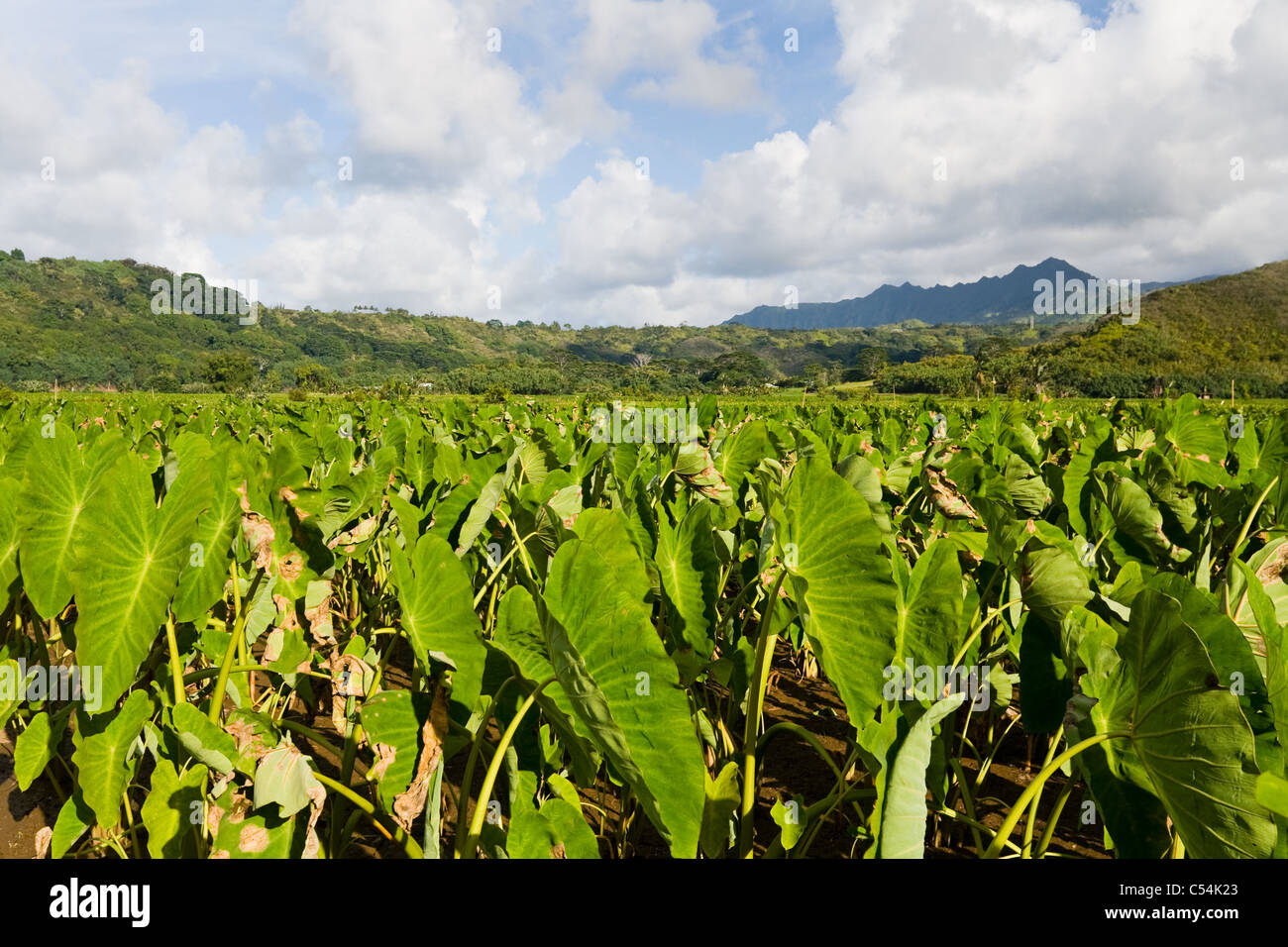 I campi di taro in Valle di Hanalei Kauai, Hawaii Foto Stock