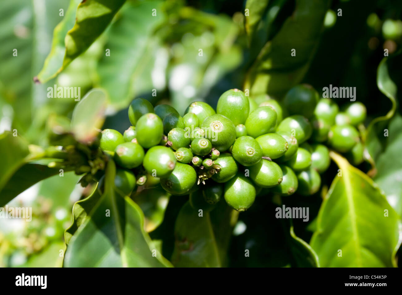 Il verde di bacche di caffè crescono su una pianta del caffè sull'isola di Kauai Foto Stock