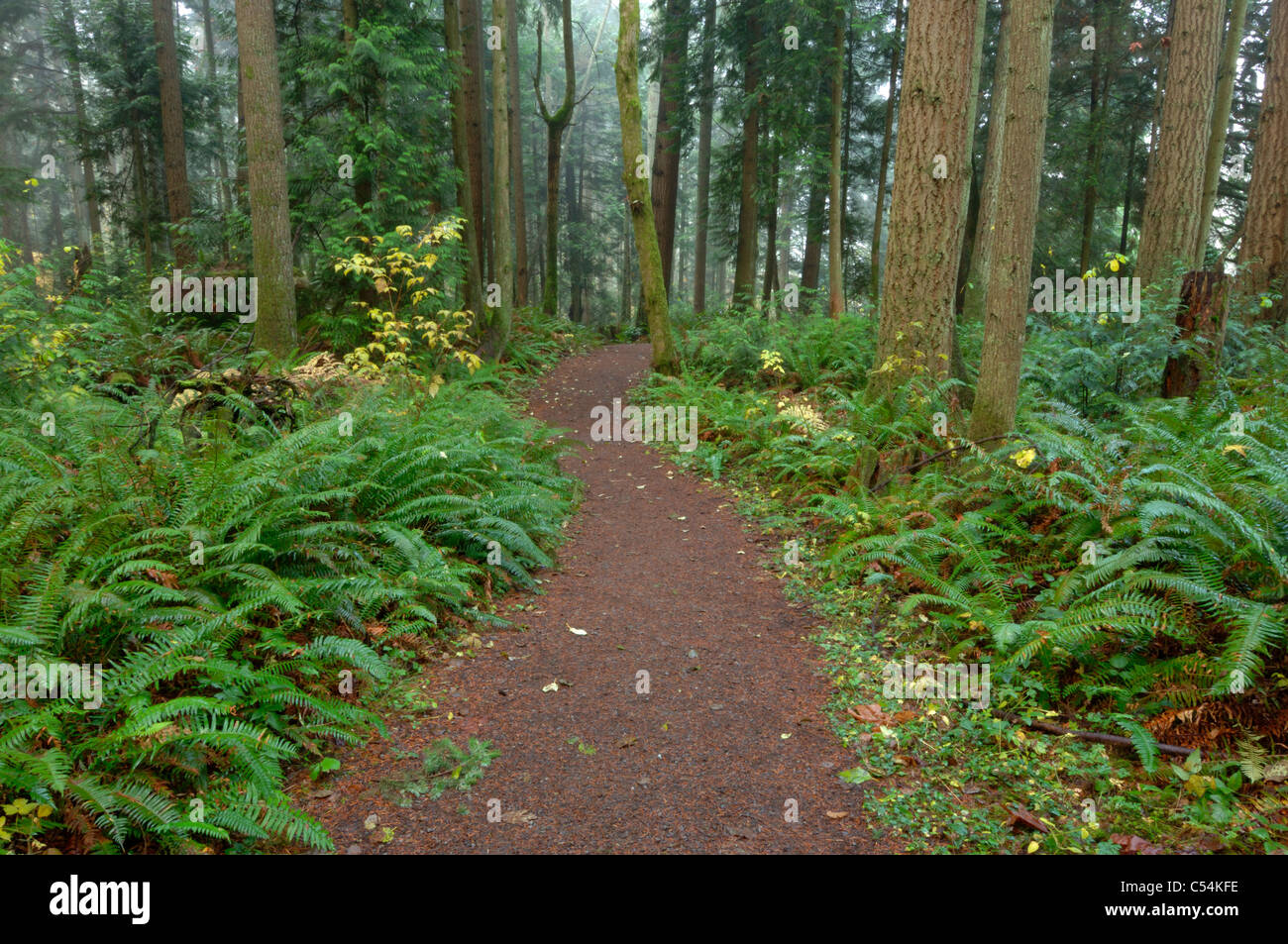Sentiero in ambito Redmond spartiacque, Seattle Area Metropolitana di Washington, Stati Uniti d'America Foto Stock