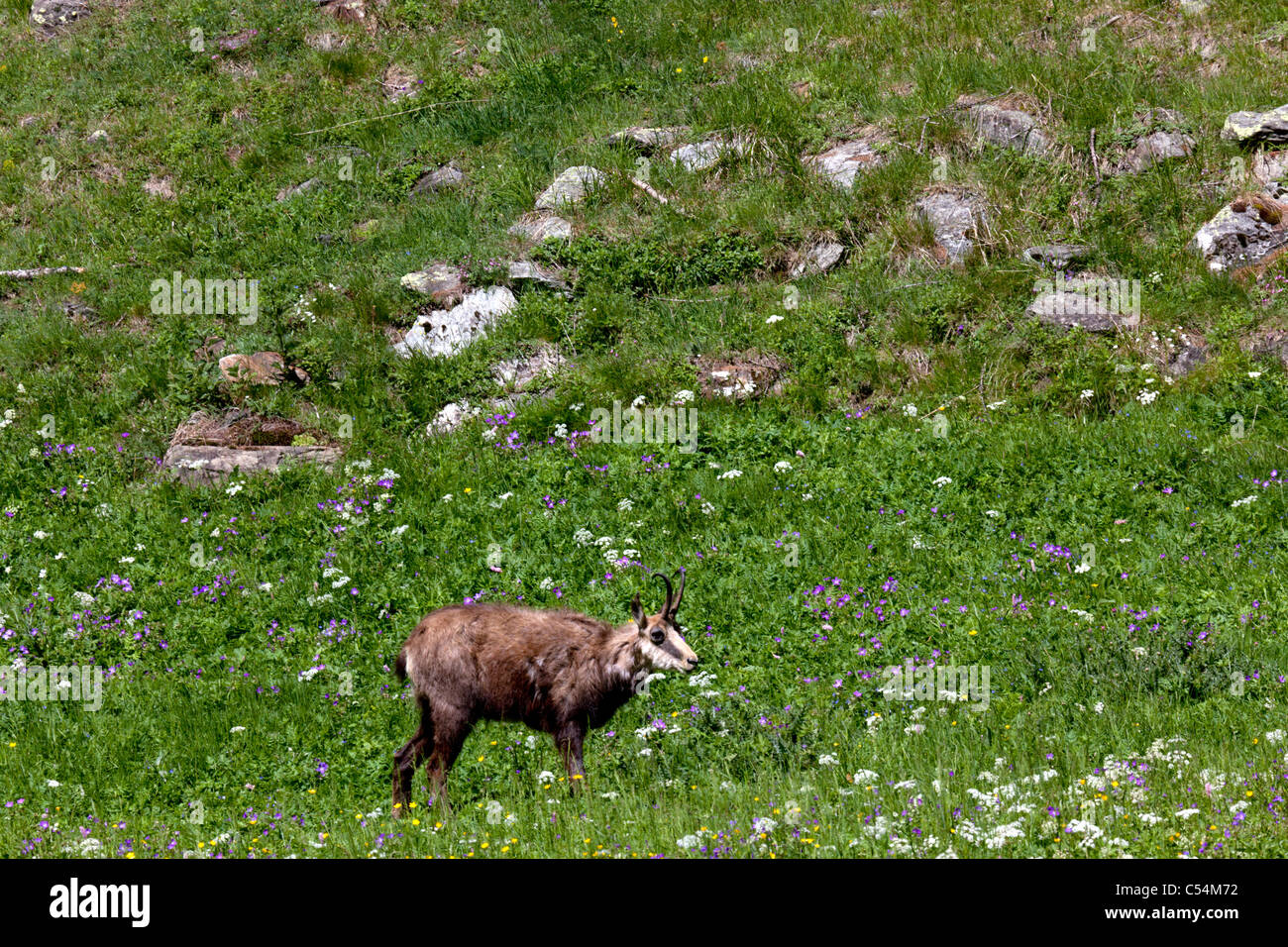 Un panno di pelle di daino (Rupicapra rupicapra) in un prato alpino  (Valnontey - Italia). Jeune camosci dans une prairie Alpine (Italie Foto  stock - Alamy