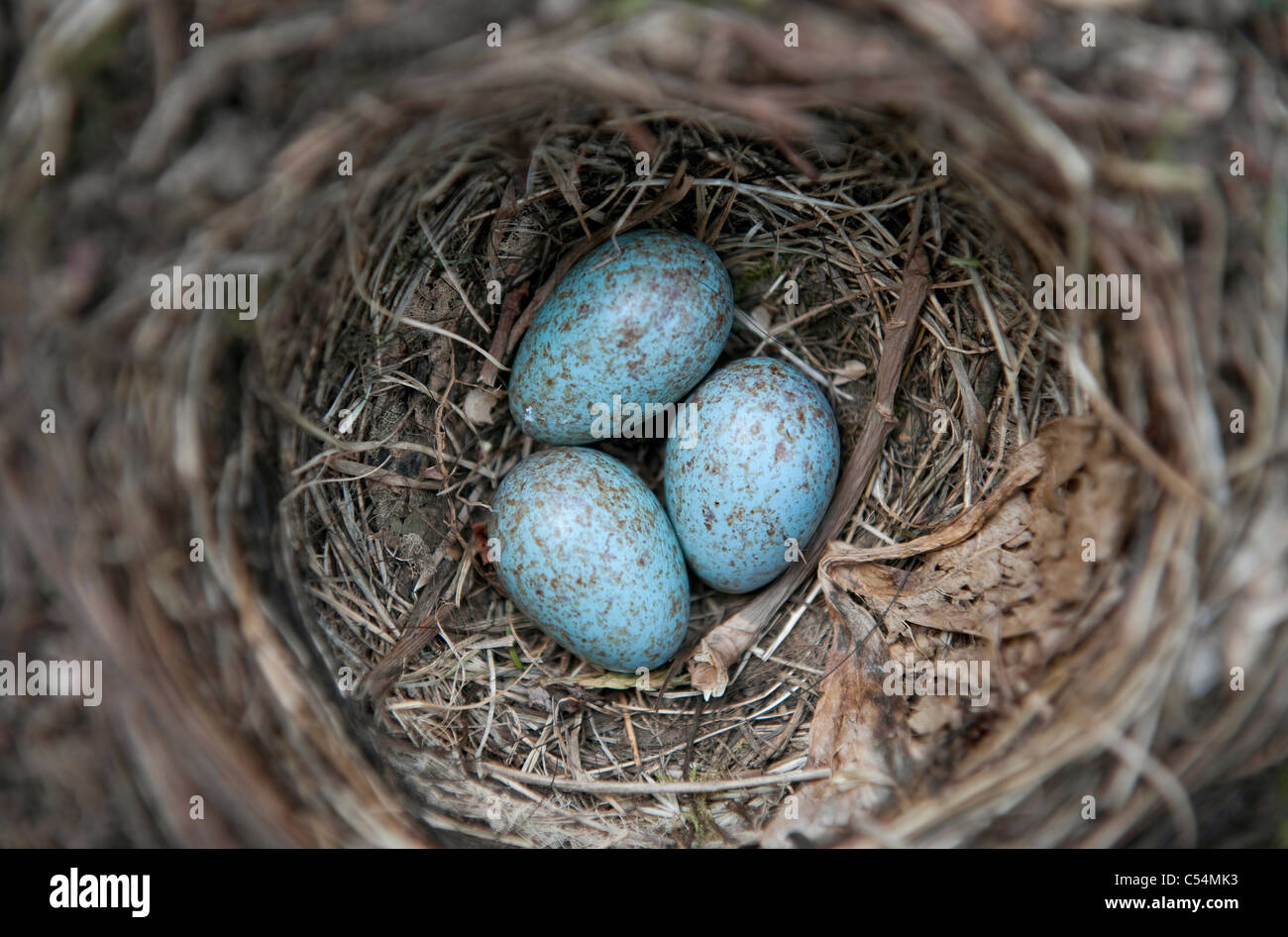 Merlo nido con tre uova blu Foto Stock