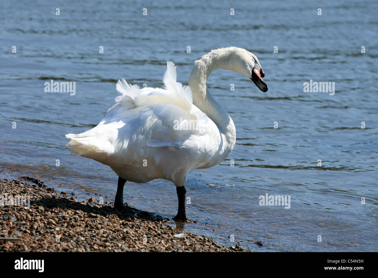 Un cigno dal bordo dell'acqua. Foto Stock