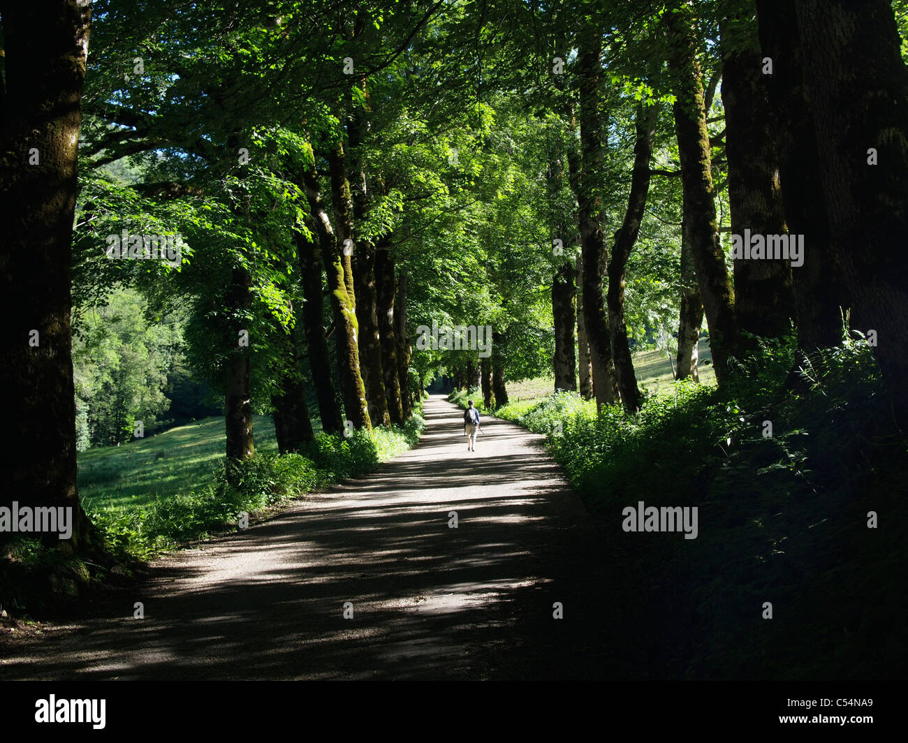 Viale di alberi, Couvent de la Grande-Chartreuse, Francia Foto Stock