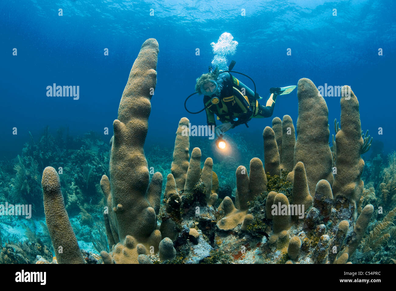 Subacqueo dietro coralli del pilastro (Dendrogyra cylindrus), barriera corallina caraibica, Utila, Honduras, Caraibi Foto Stock