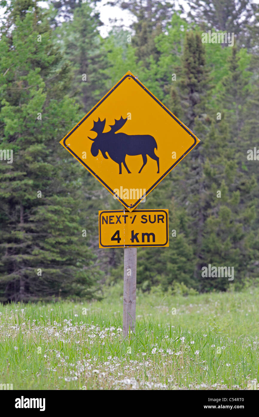 Avviso di alci cartello stradale in Riding Mountain Park Foto Stock