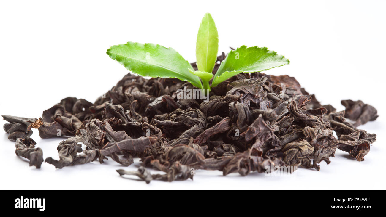 Cumulo di asciugare il tè con foglie di tè verde isolato su uno sfondo bianco. Foto Stock