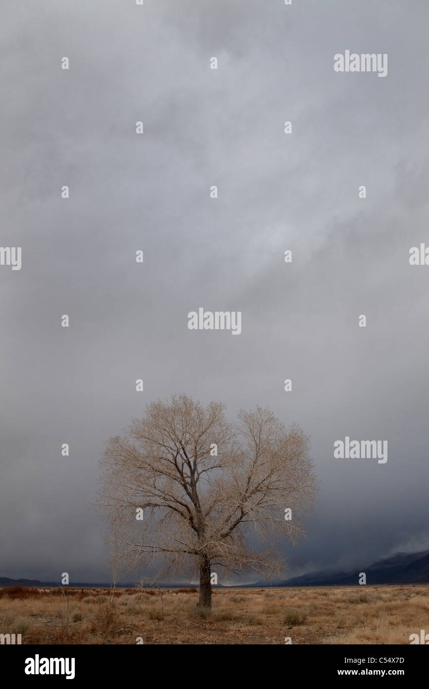 Storm cloud oltre a Lone Tree, CALIFORNIA, STATI UNITI D'AMERICA Foto Stock