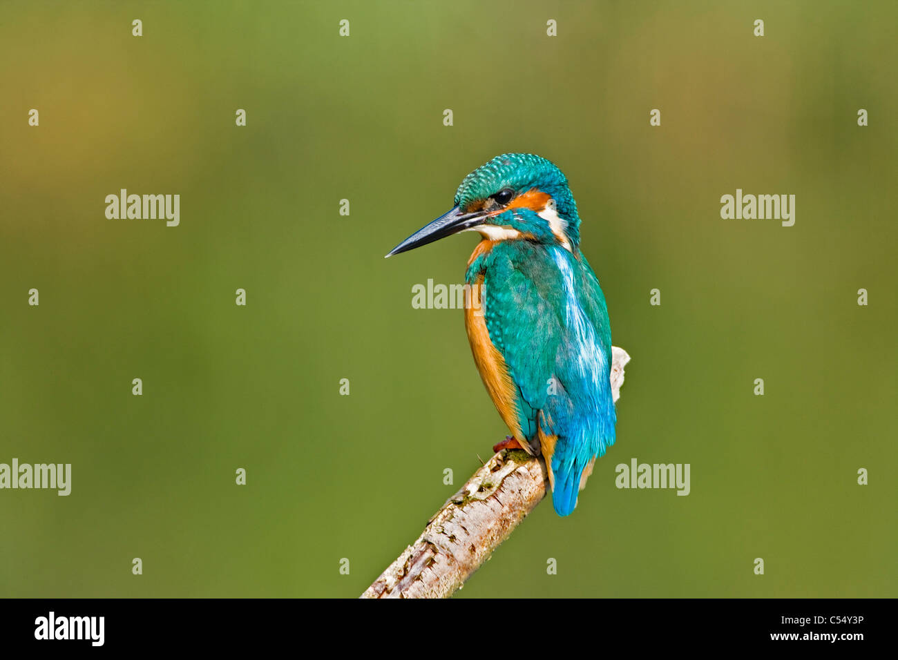 I Paesi Bassi, Lelystad, Parco Nazionale chiamato Oostvaarders Plassen. Common Kingfisher appollaiato sul ramo. ( Alcedo atthis ) Foto Stock