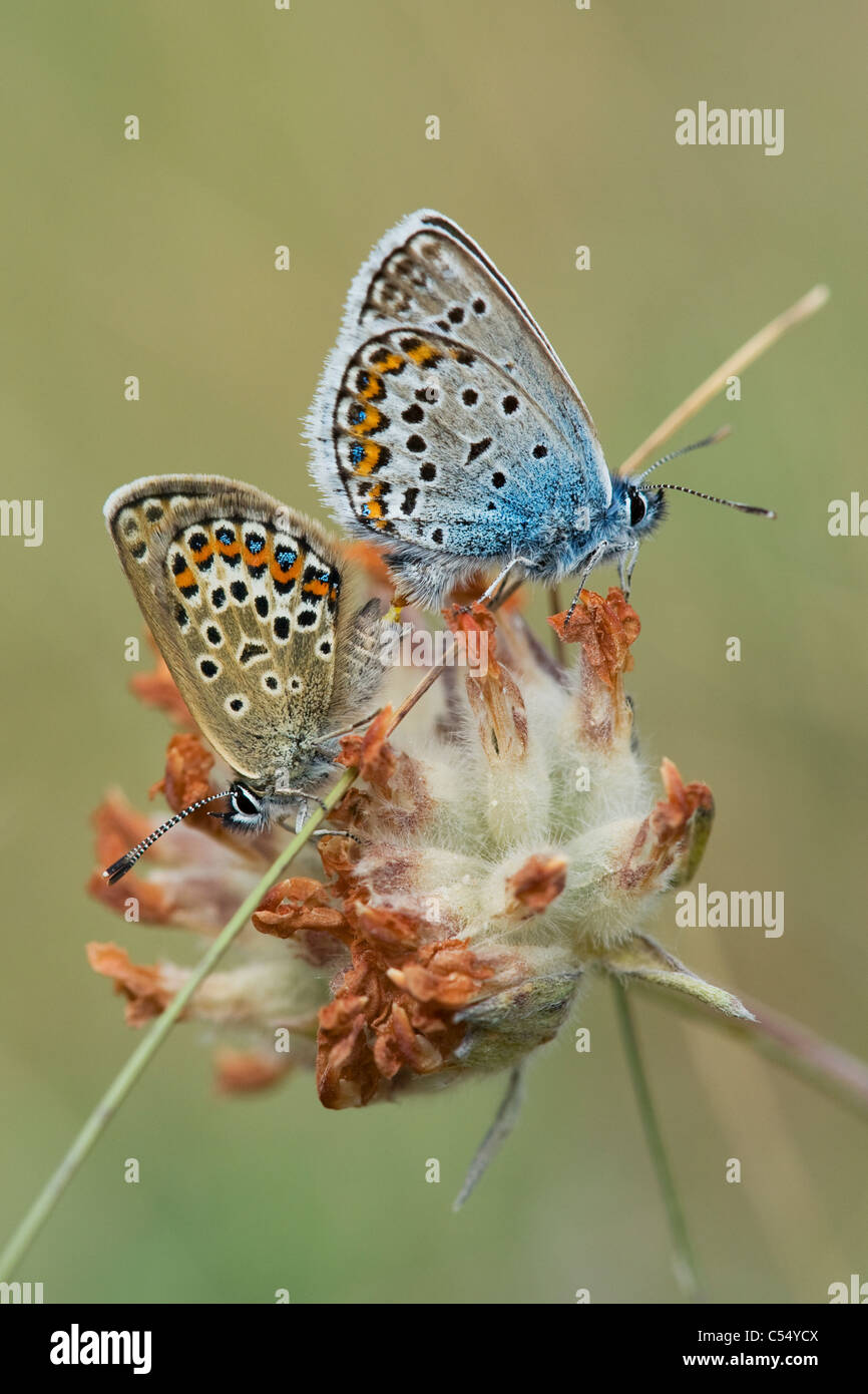 Argento-blu chiodati (Plebeius argus) coniugata Foto Stock