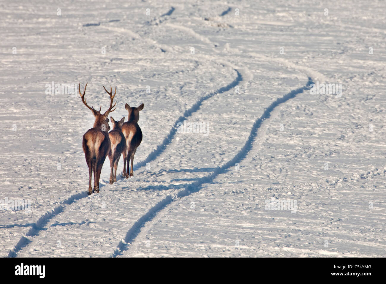 I Paesi Bassi, Lelystad. Parco nazionale chiamato: Oostvaardersplassen. Cervi nella neve. A piedi in auto le vie. Foto Stock