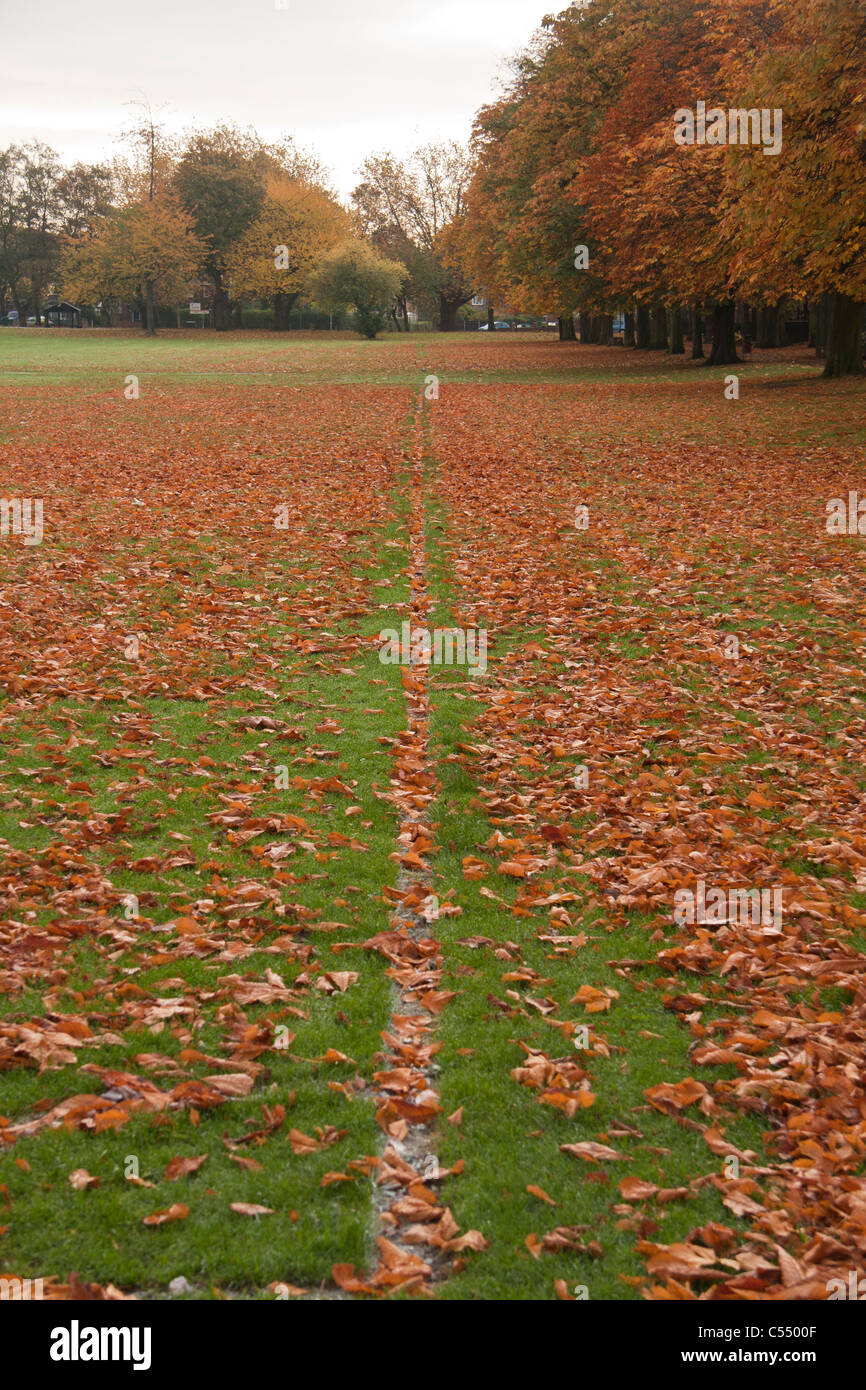 Foglie marroni sull'erba Foto Stock
