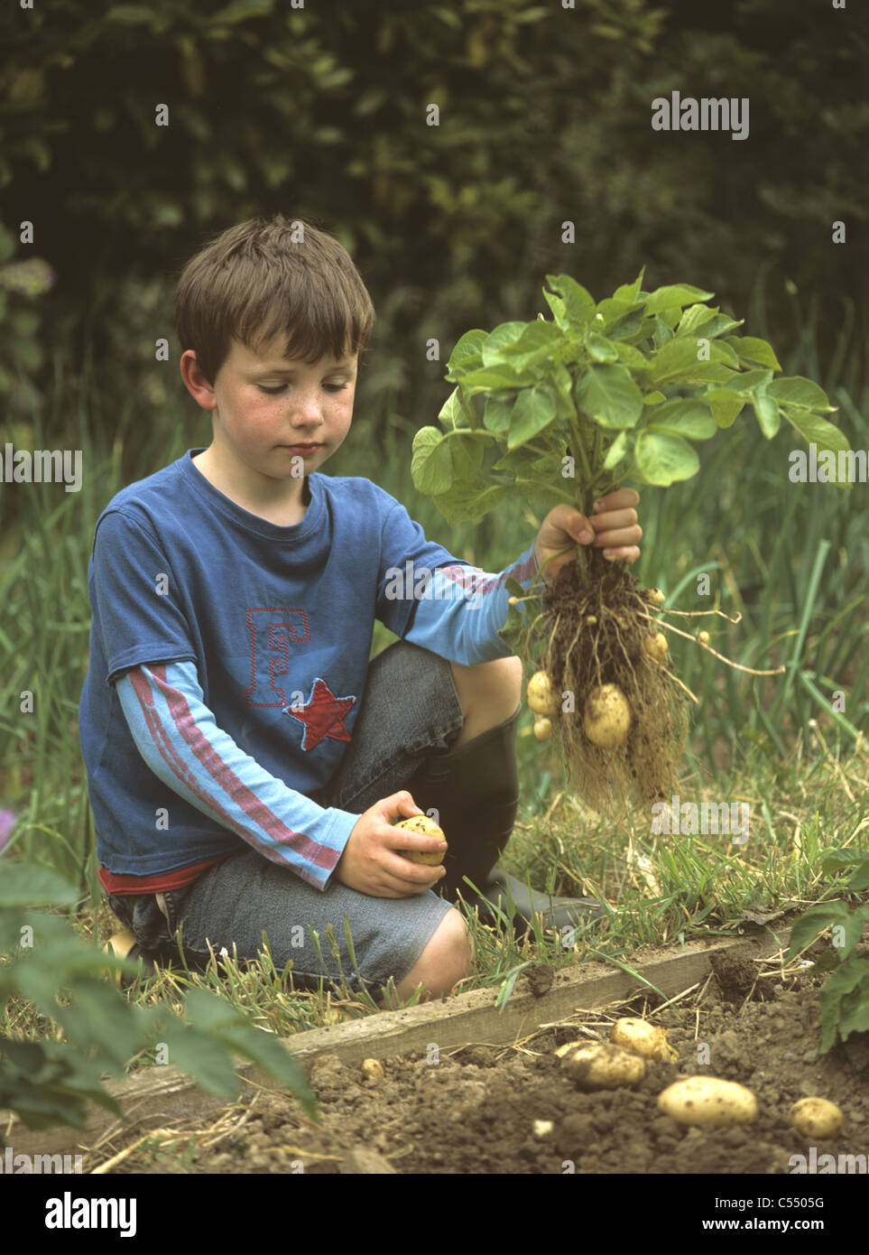 Ragazzo in giardino o riparto solleva un raccolto di 'luogo' prima le patate primaticce Foto Stock