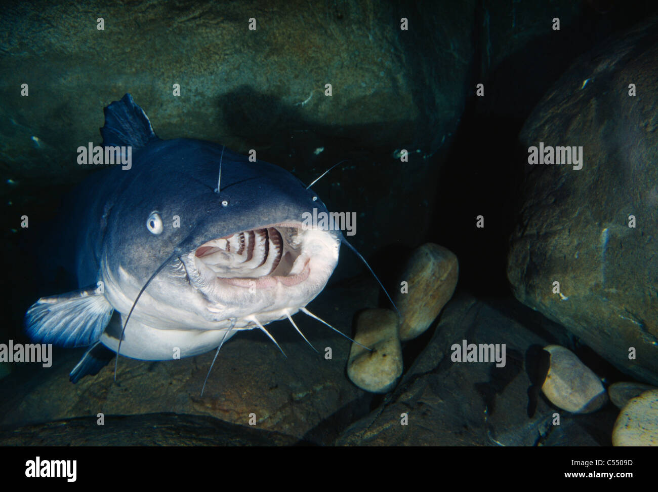 Blue Catfish Virginia STATI UNITI D'AMERICA Foto Stock