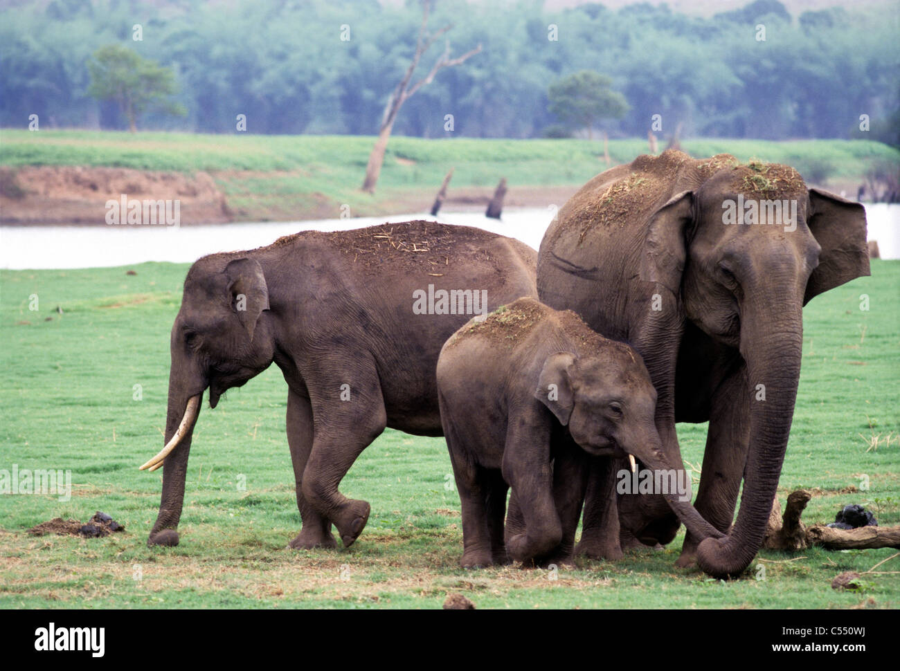 Elefanti indiani (Elephas maximus indicus) con il loro vitello, Kabini, Karnataka, India Foto Stock
