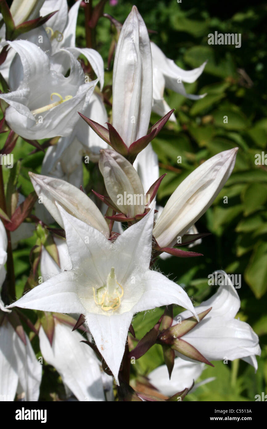 Milky Campanula - Campanula latifolia alba Foto Stock
