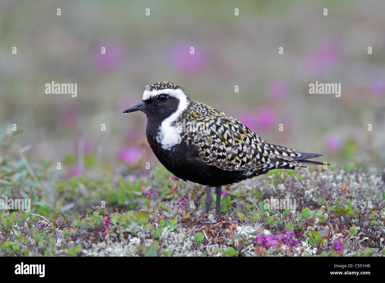 American Golden Plover in allevamento piumaggio sulla tundra artica Foto Stock