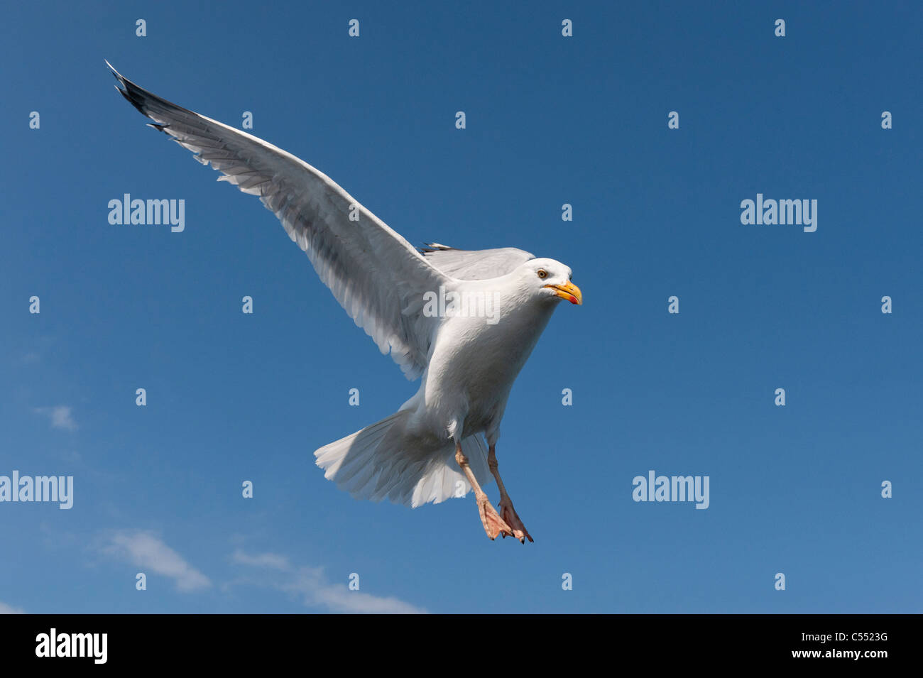 Gabbiano reale Foto Stock