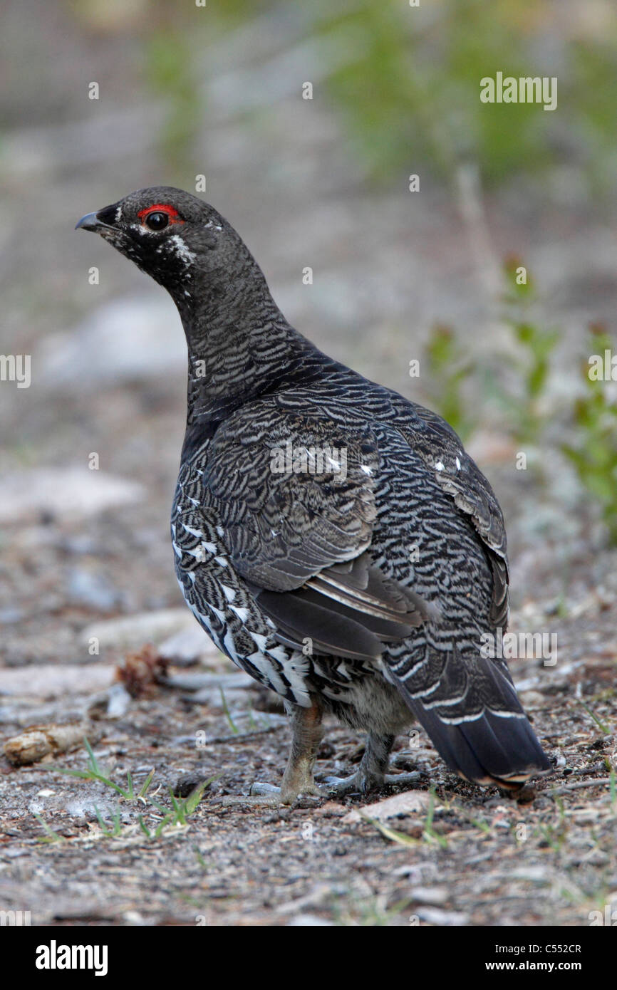 Abete maschio di gallo cedrone Foto Stock