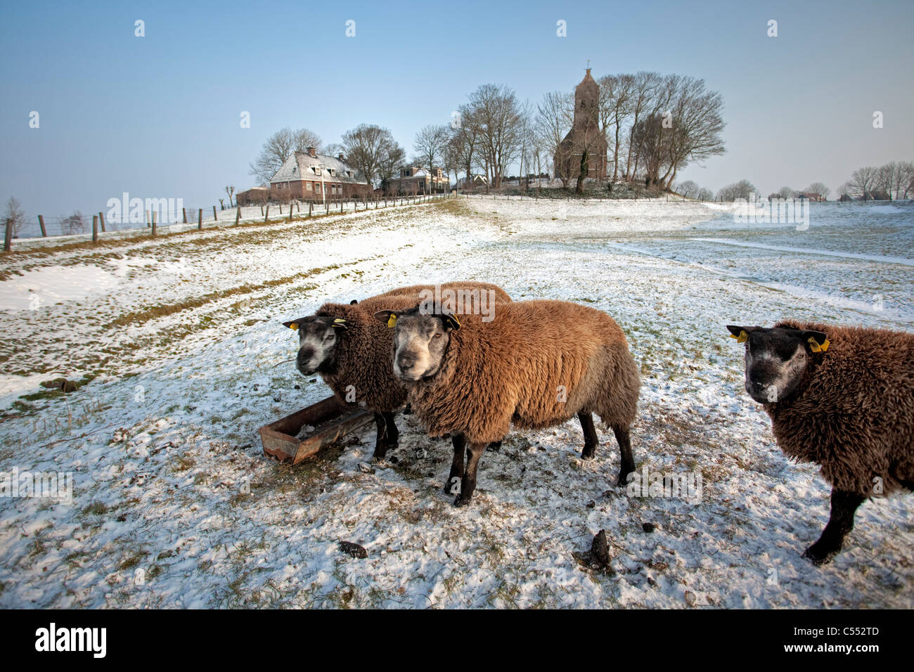 I Paesi Bassi, Hogebeintum, Chiesa sul mound e pecore in neve. Foto Stock